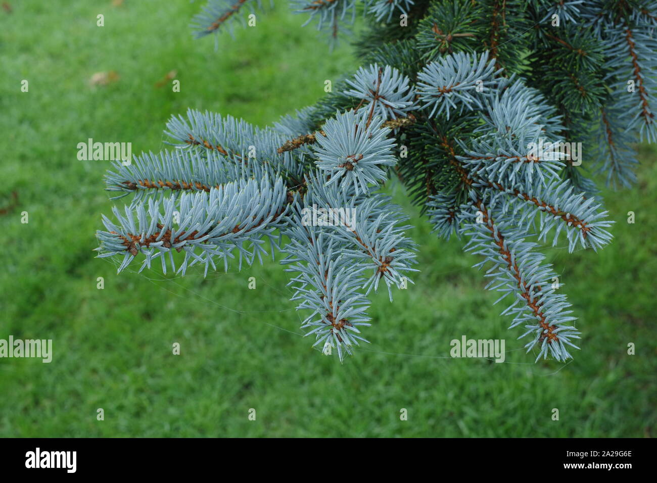 Blue Spruce, Colorado Spruce (Picea pungens). Close Up Macro of the pine Needles on a Misty Winters Day. Exeter, Devon, UK. Stock Photo