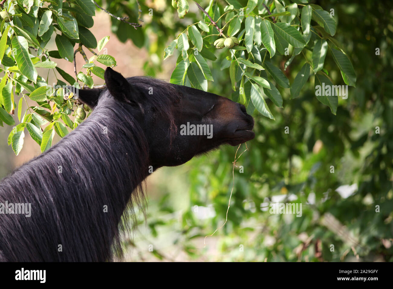 Horse eating leaves hires stock photography and images Alamy