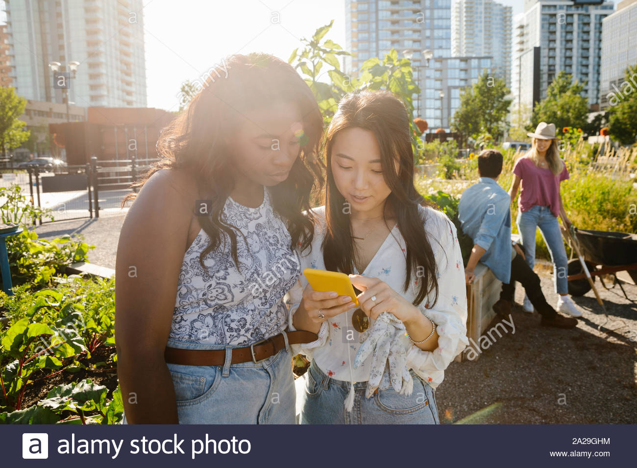 Young women friends using smart phone in sunny, urban community garden Stock Photo