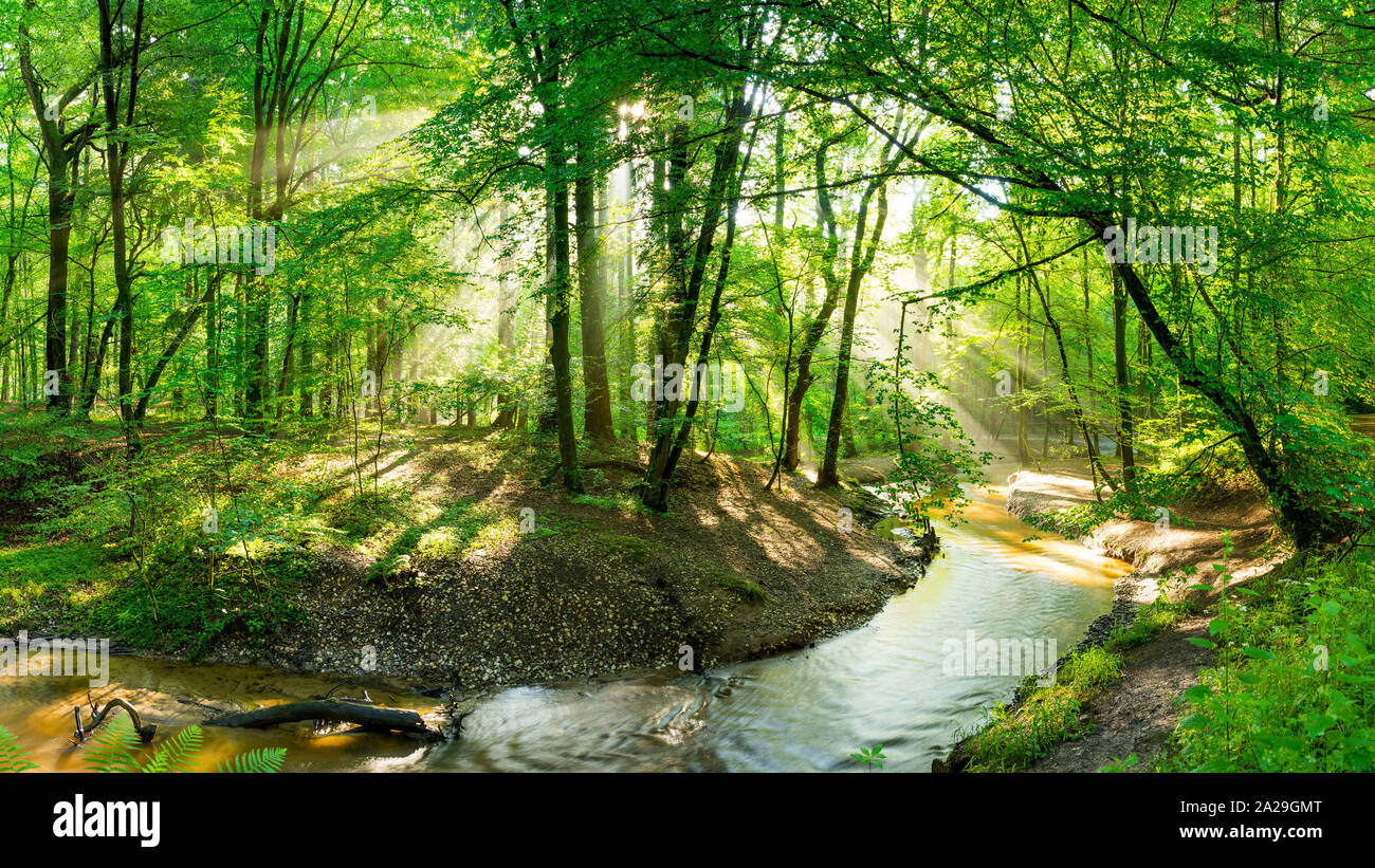 Beautiful forest in spring with bright sunlight shining through the trees Stock Photo