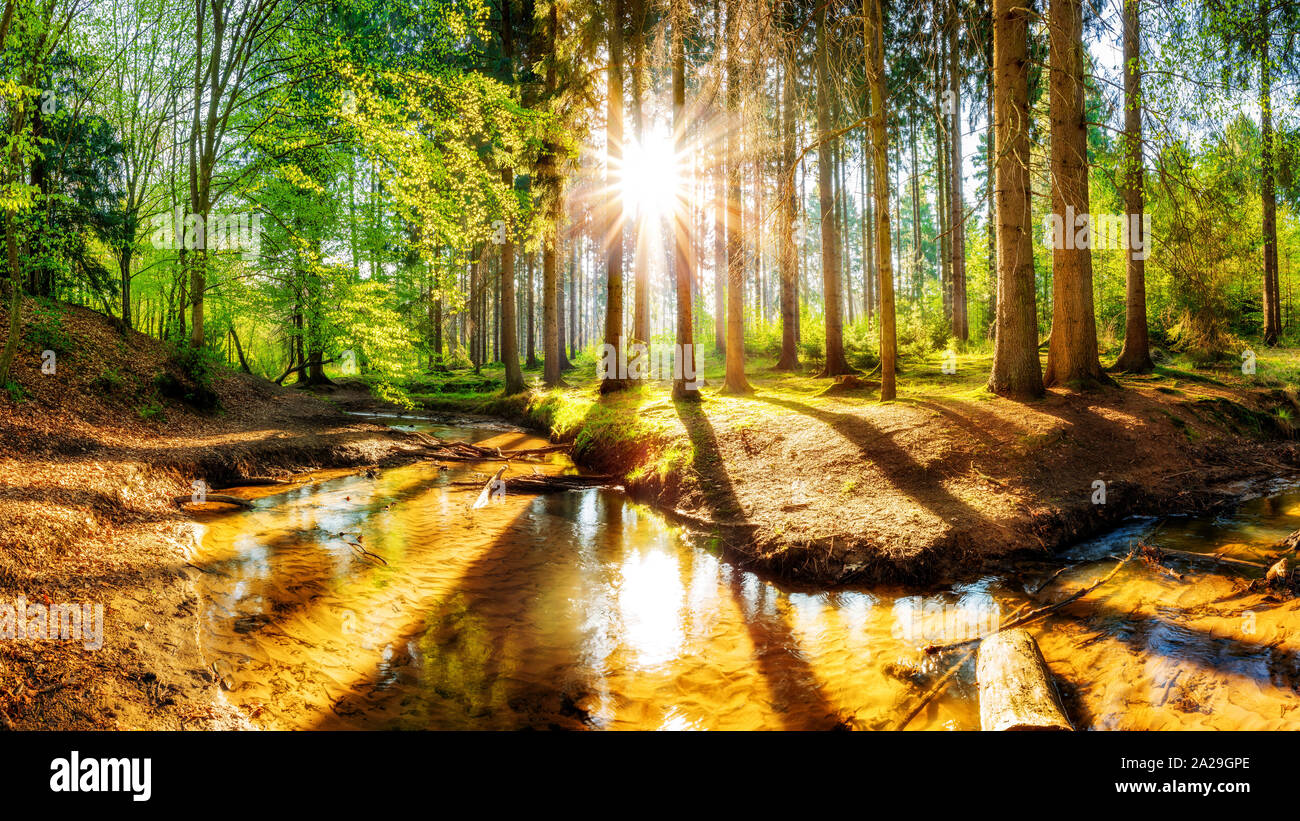 Sunbeams light through tree hi-res stock photography and images - Alamy