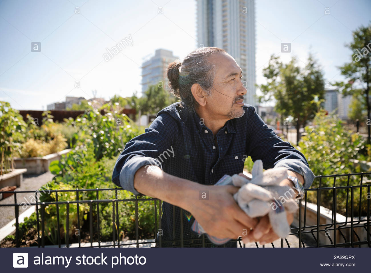 Thoughtful man with garden gloves in sunny, urban community garden Stock Photo