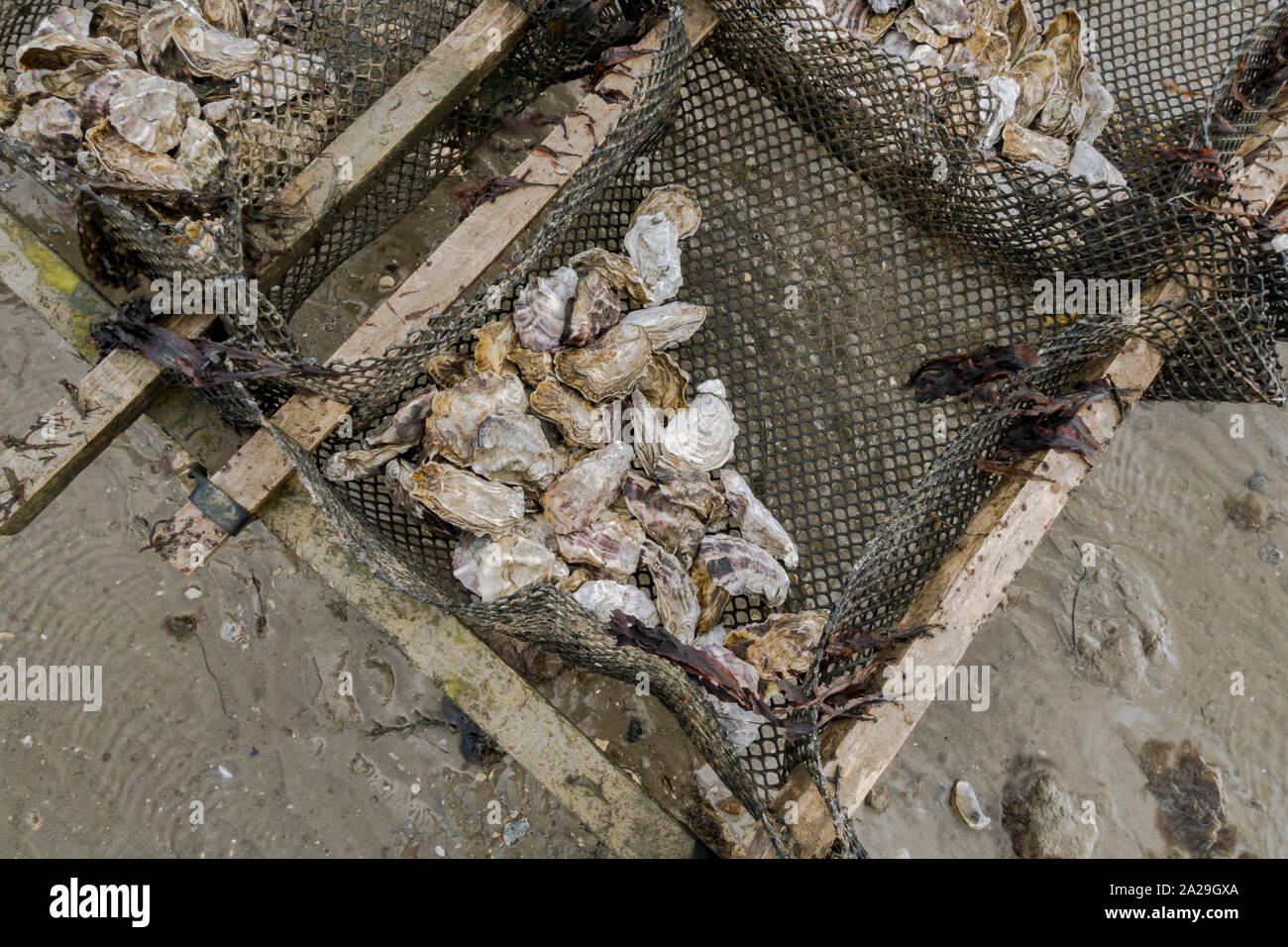 Oyster racks, oyster farm at low tide, Chesil Beach, Fleet Lagoon, Dorset, United Kingdom. Stock Photo