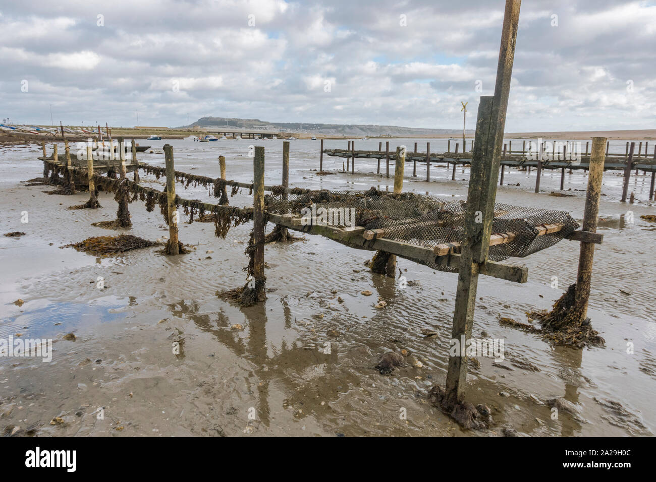 Oyster racks, oyster farm at low tide, Chesil Beach, Fleet Lagoon, Dorset, United Kingdom. Stock Photo