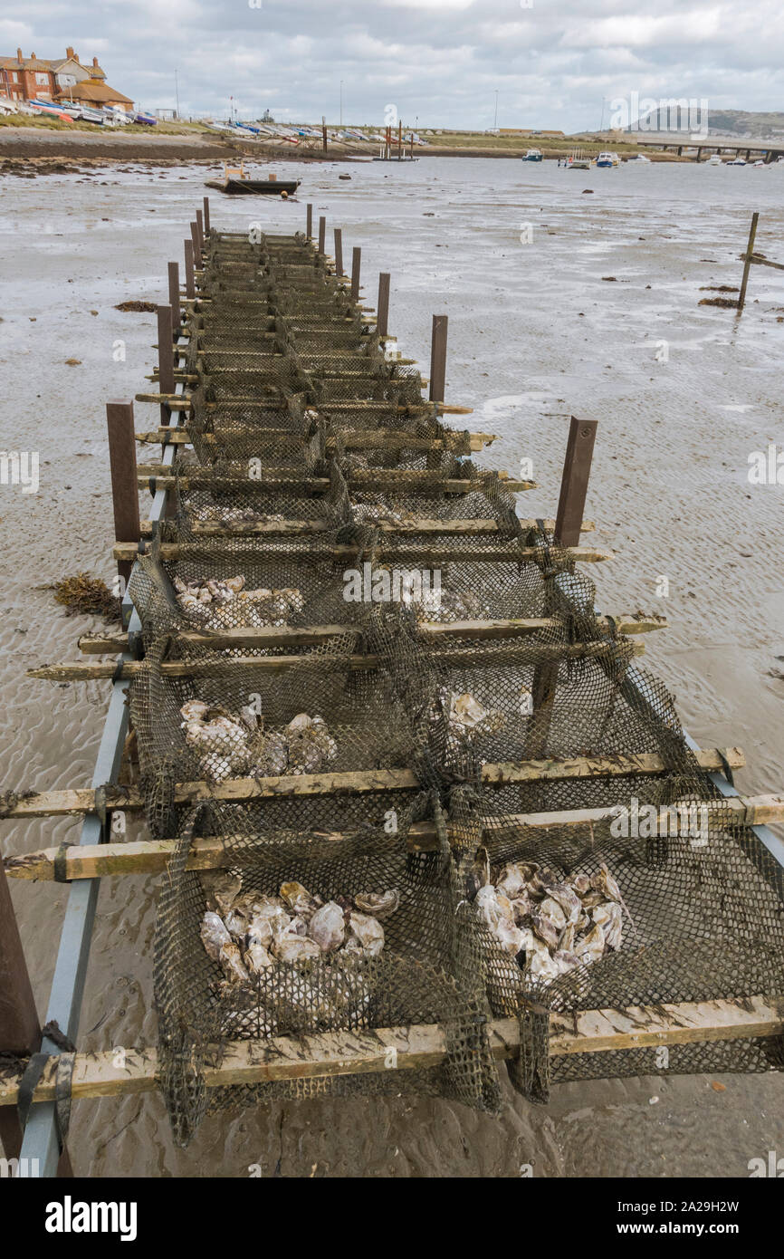 Oyster racks, oyster farm at low tide, Chesil Beach, Fleet Lagoon, Dorset, United Kingdom. Stock Photo