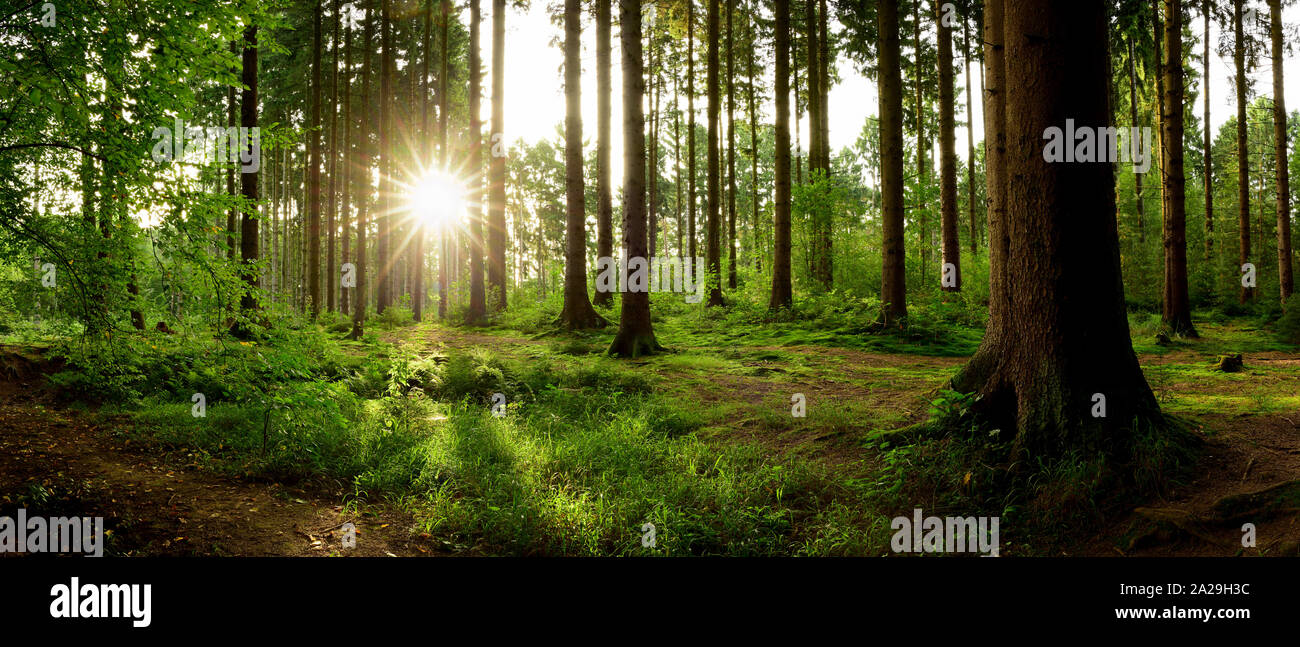 Beautiful forest landscape sunbeams hi-res stock photography and images ...