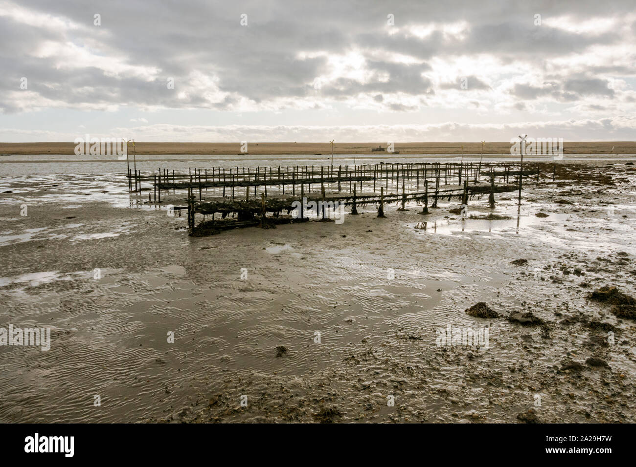 Oyster racks, oyster farm at low tide, Chesil Beach, Fleet Lagoon, Dorset, United Kingdom. Stock Photo