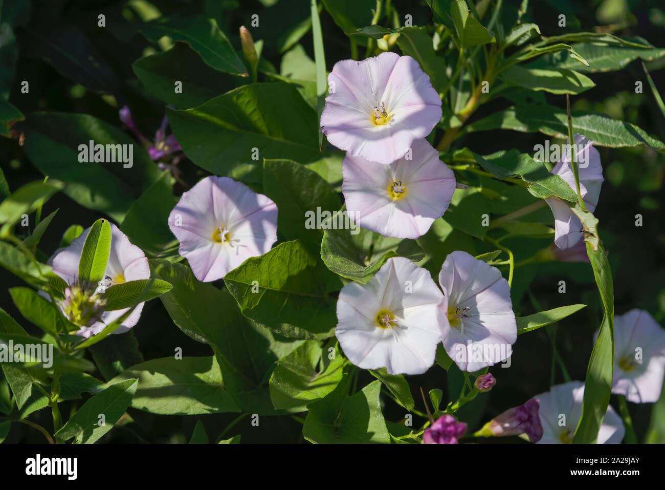 Pink blossoming field bindweed flowers. Field loach, Latin name Convolvulus arvensis to the meadow. Stock Photo