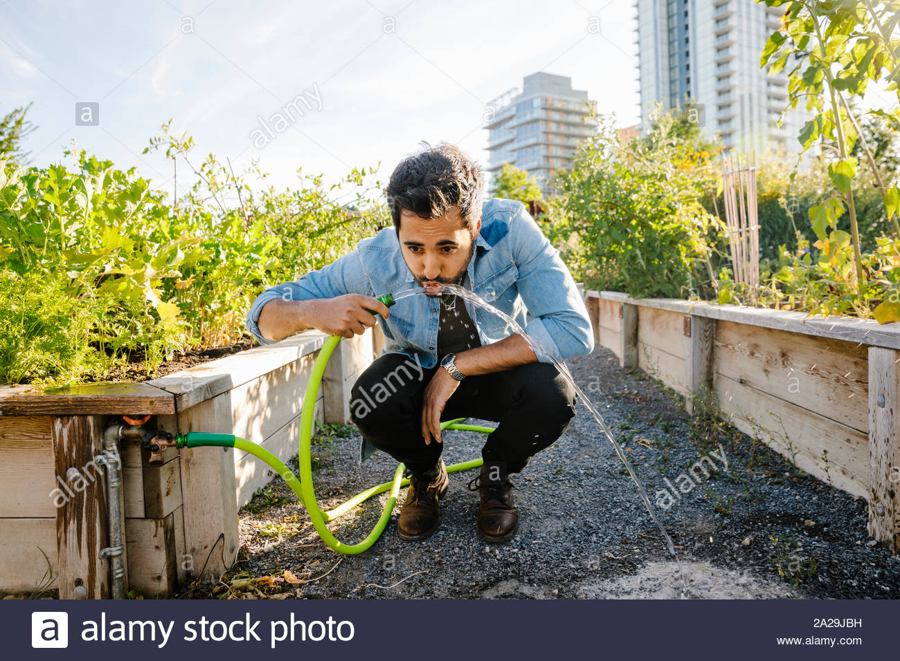 Young man drinking from hose in sunny, urban community garden Stock Photo