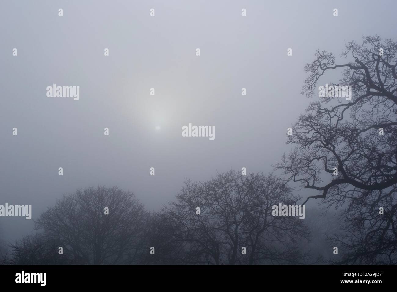 Leafless tree skeletons hi-res stock photography and images - Alamy