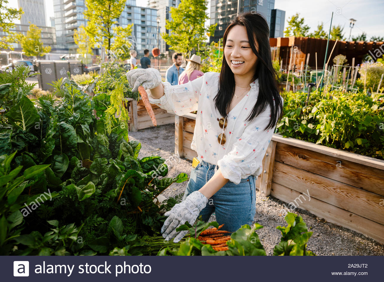 Happy young woman harvesting fresh carrots in urban community garden Stock Photo