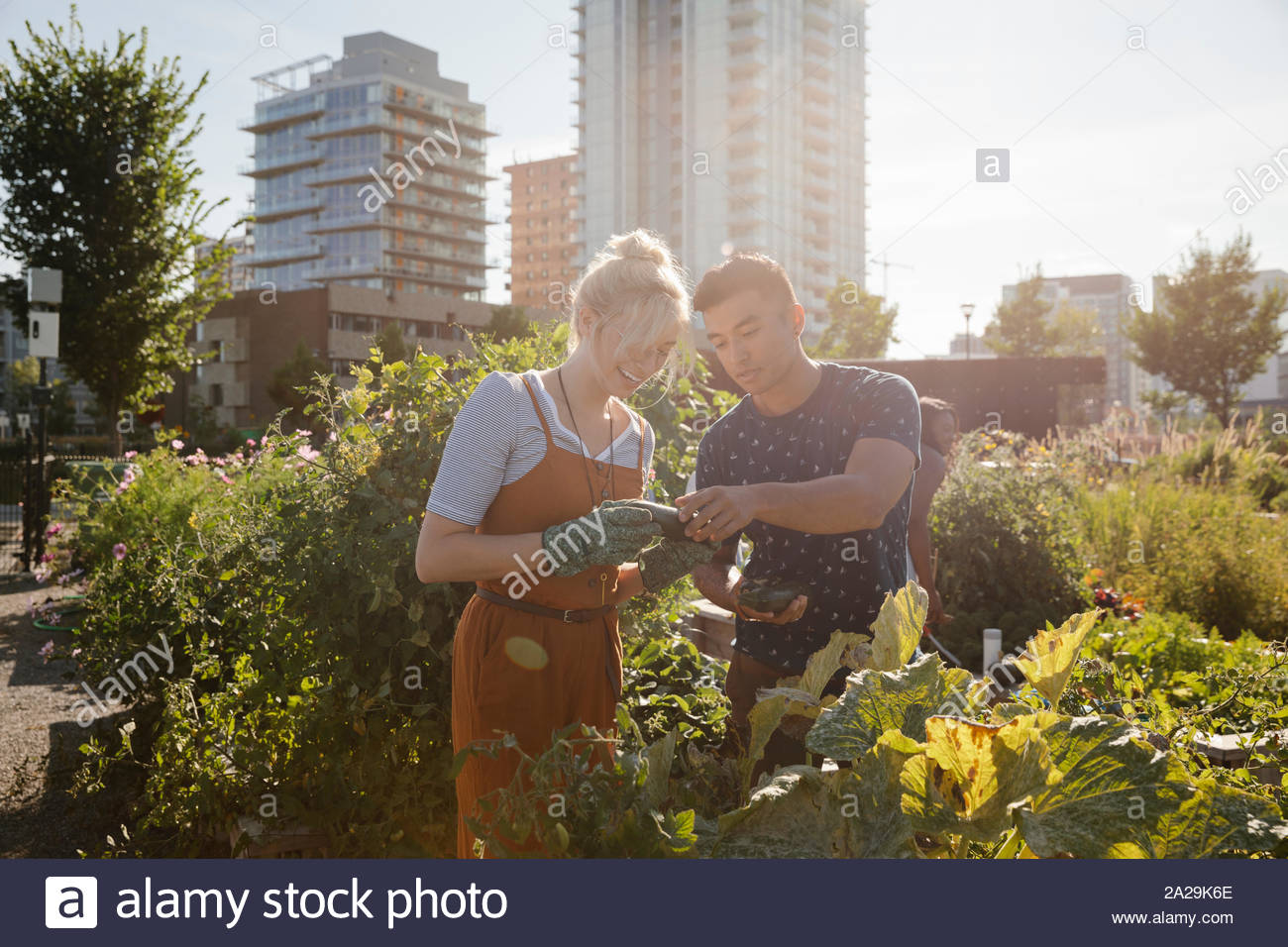 Young couple harvesting fresh vegetables in sunny, urban community garden Stock Photo