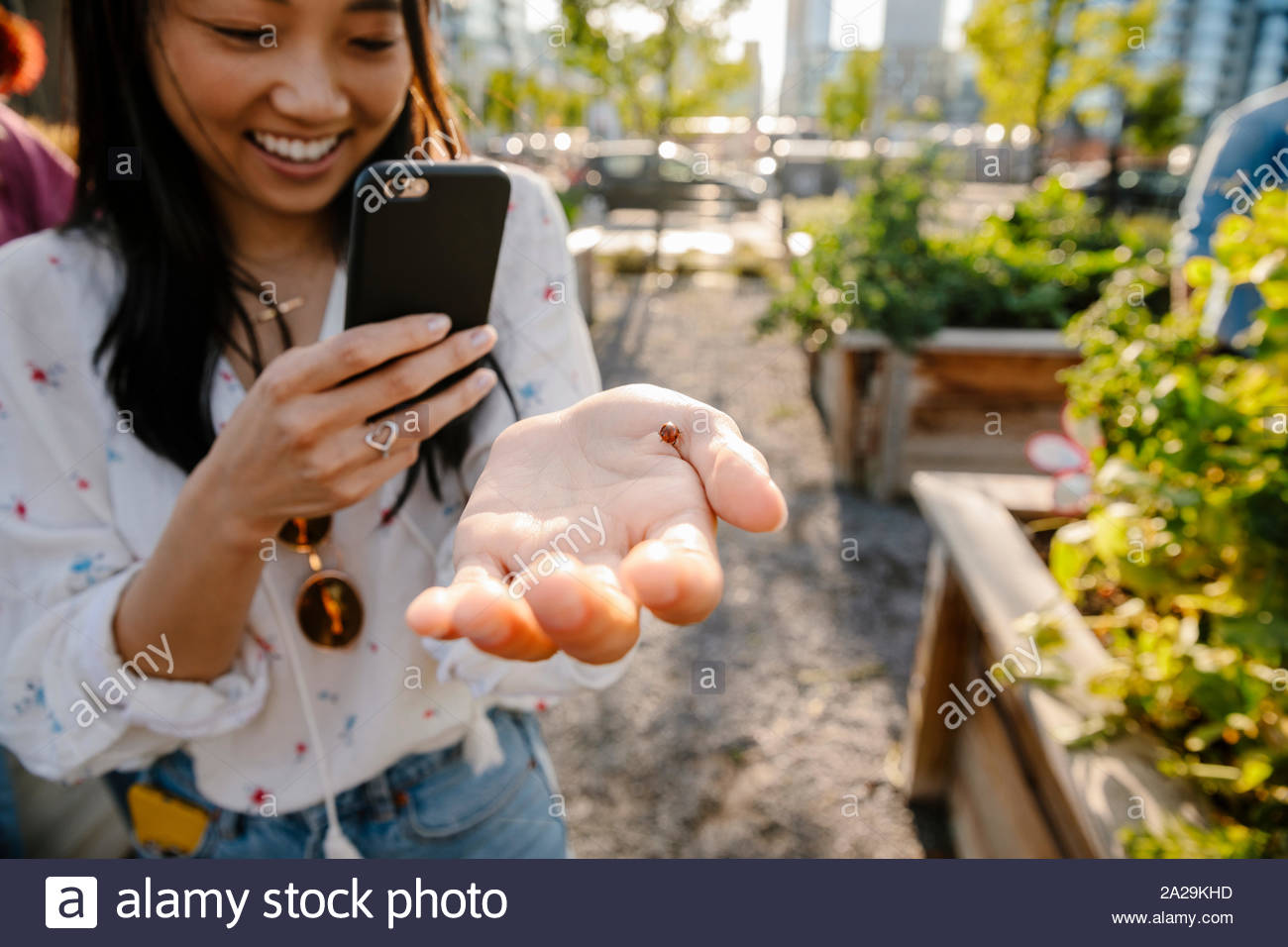 Young woman with camera phone photographing ladybug in community garden Stock Photo