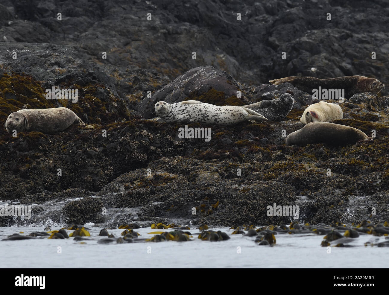 Harbor seals, harbour seals, or  common seals  (Phoca vitulina)  of various colours and markings rest on seaweed covered rocks at low tide near the Am Stock Photo