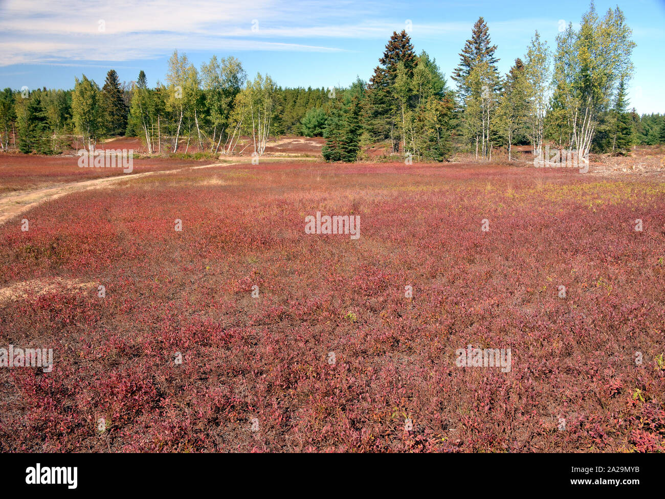 Blueberry Field, New Brunswick, Canada Stock Photo