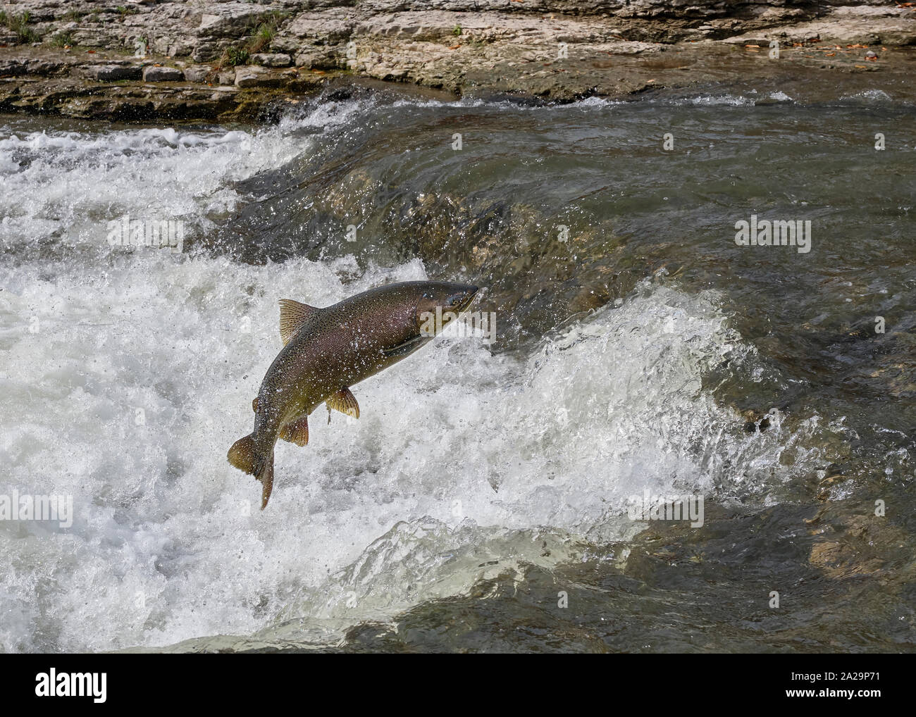 A chinook salmon jumps up a ledge in the Ganaraska River as it swims upstream in the fall to lay eggs. Stock Photo