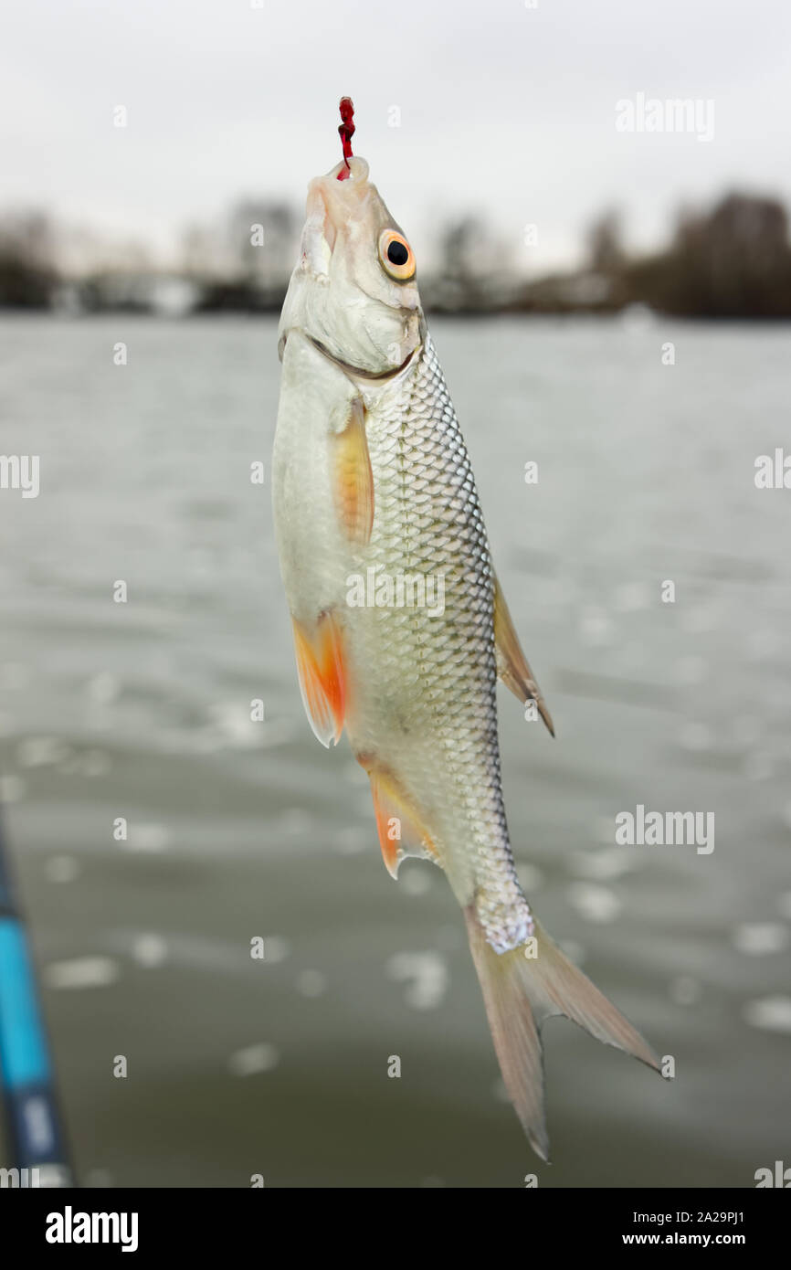 Fishing hook hanging on a fishing line Stock Photo - Alamy