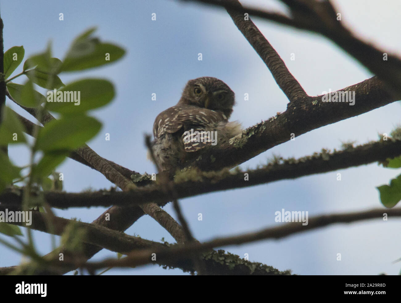 Andean pygmy owl (Mochuelo Andino) in the Podocarpus National Park, Vilcabamba, Ecuador Stock Photo
