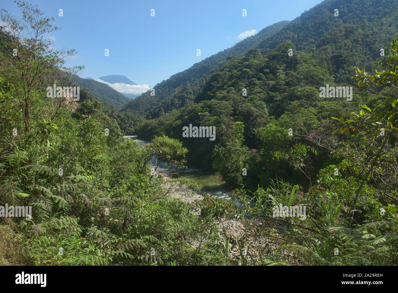 Rio Bombuscaro flowing through Podocarpus National Park, Zamora, Ecuador Stock Photo