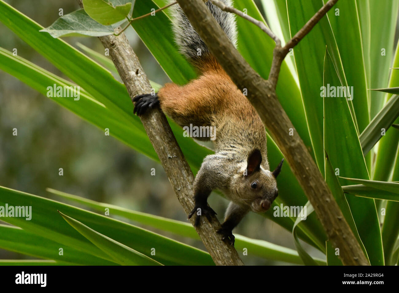 Guayaquil squirrel (Sciurus stramineus) in the Podocarpus National Park, Vilcabamba, Ecuador Stock Photo