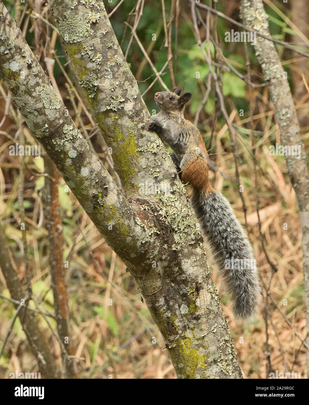 Guayaquil squirrel (Sciurus stramineus) in the Podocarpus National Park, Vilcabamba, Ecuador Stock Photo