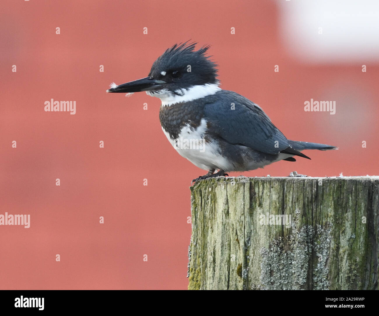 A male belted kingfisher (Megaceryle alcyon) perches on a post in the harbour of Telegraph Cove. Telegraph Cove, British Columbia, Canada. Stock Photo