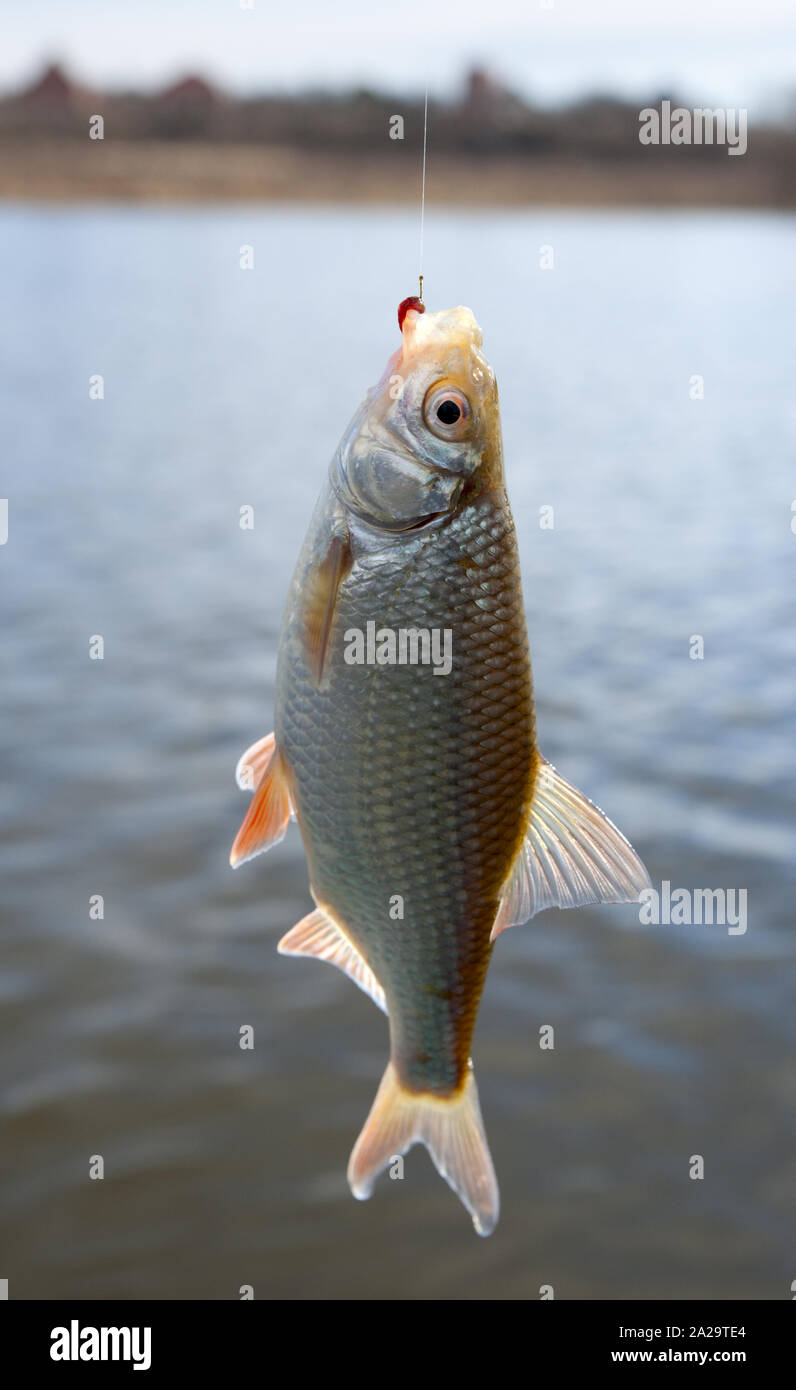 Roach pulled out of water with bloodworm bait in mouth Stock Photo - Alamy