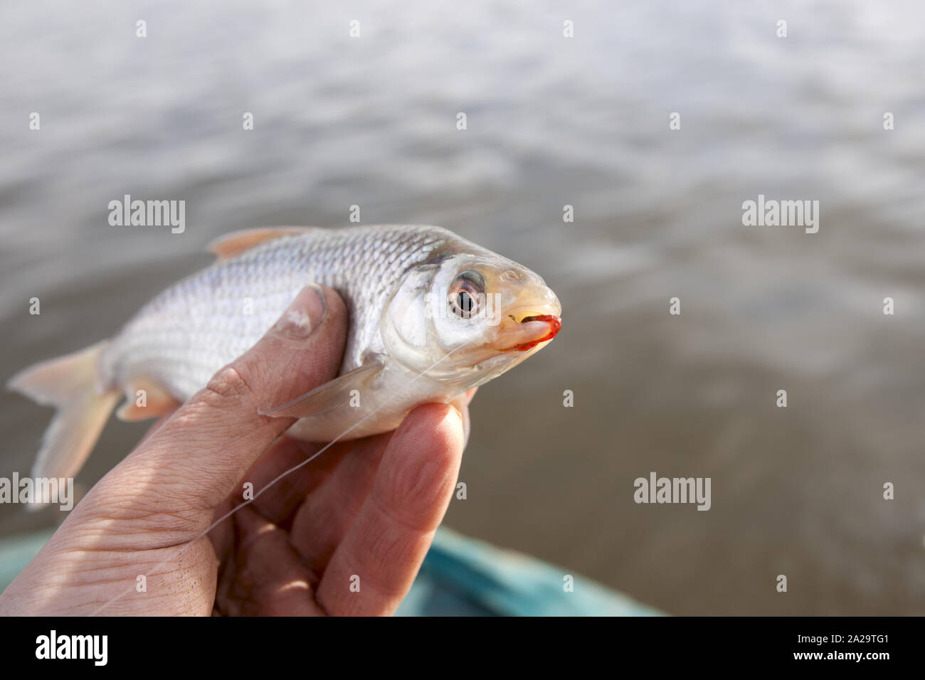Weathered hand holding little roach with bloodworm in mouth Stock Photo -  Alamy