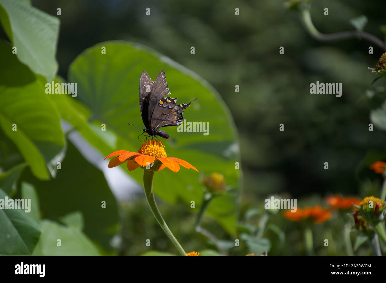 Morph Swallowtail perched on Mexican Sunflower profile view Stock Photo