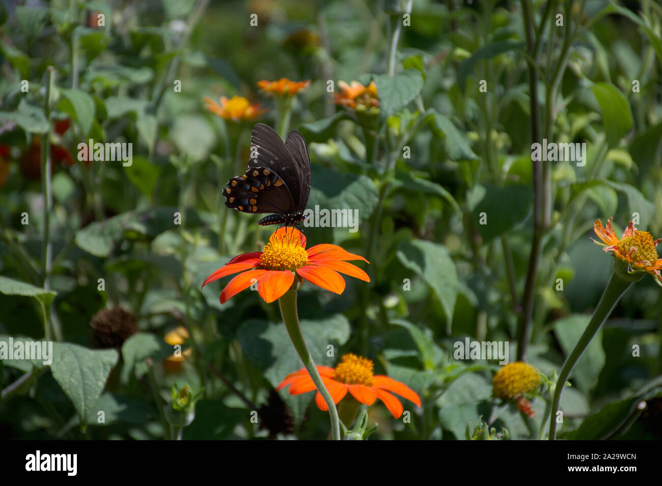 Morph Swallowtail perched on Mexican Sunflower profile view Stock Photo
