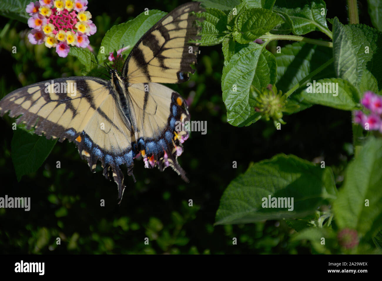 Eastern Tiger Swallowtail perched on pink flower view from top Stock Photo
