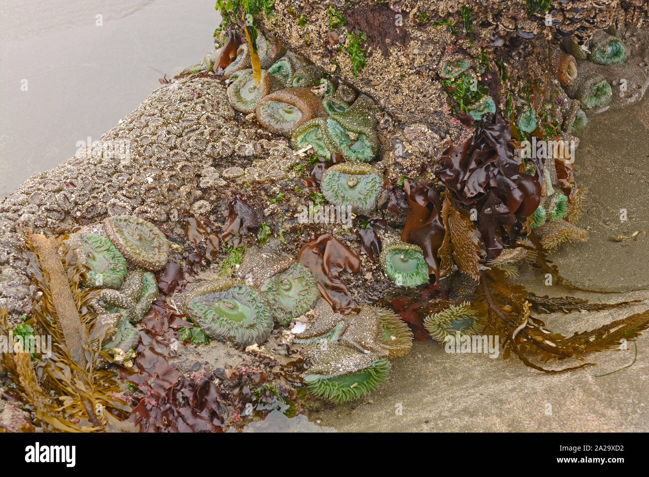 Flora fauna pacific hi-res stock photography and images - Alamy