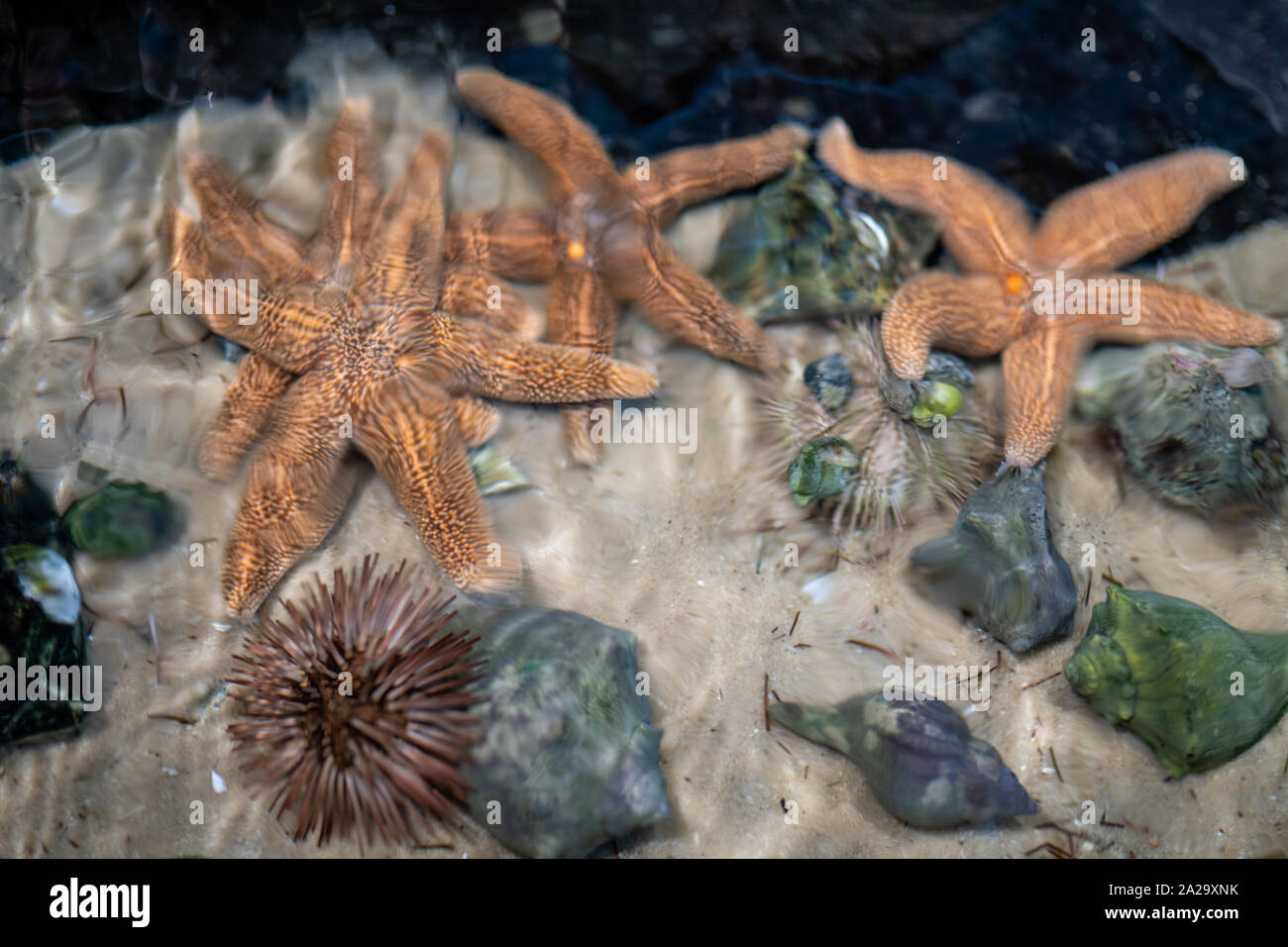 Starfish, sea urchins, and spiral sea snails in shallow water or tank