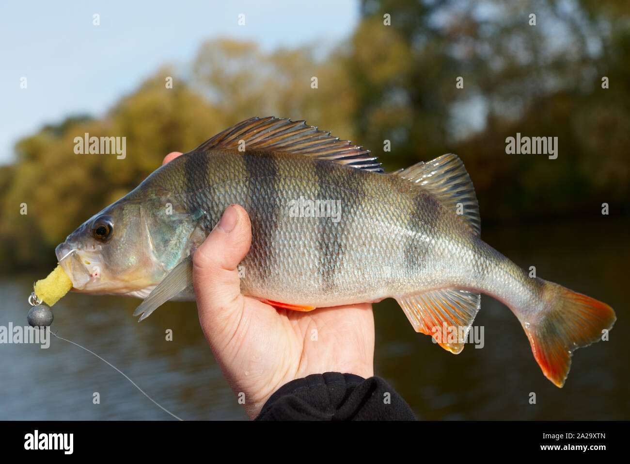 Perch caught on bait isolated on white. Perch close up. River fish Stock  Photo - Alamy
