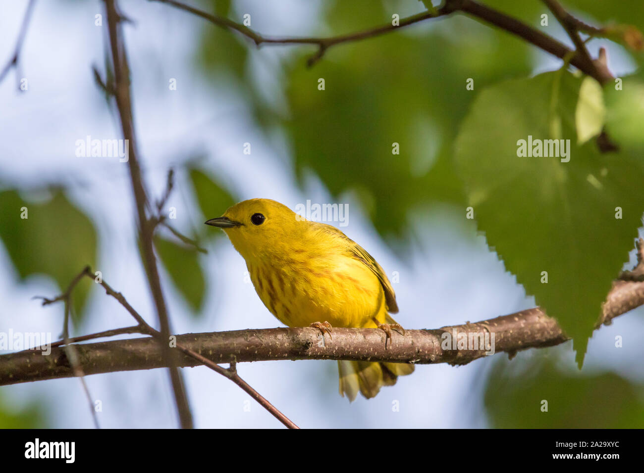 Yellow Warbler in Alaska Stock Photo