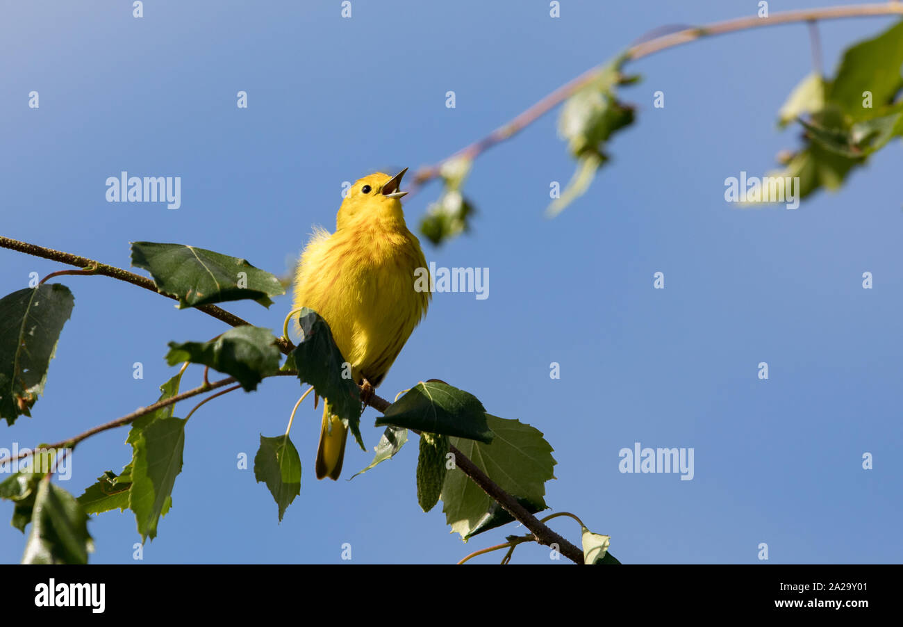 Yellow Warbler in Alaska Stock Photo