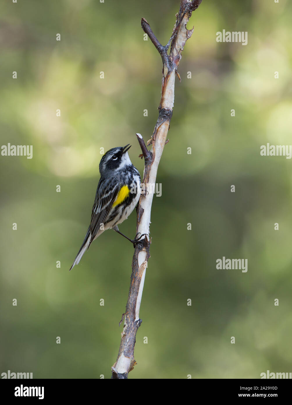 Migrating warblers hires stock photography and images Alamy