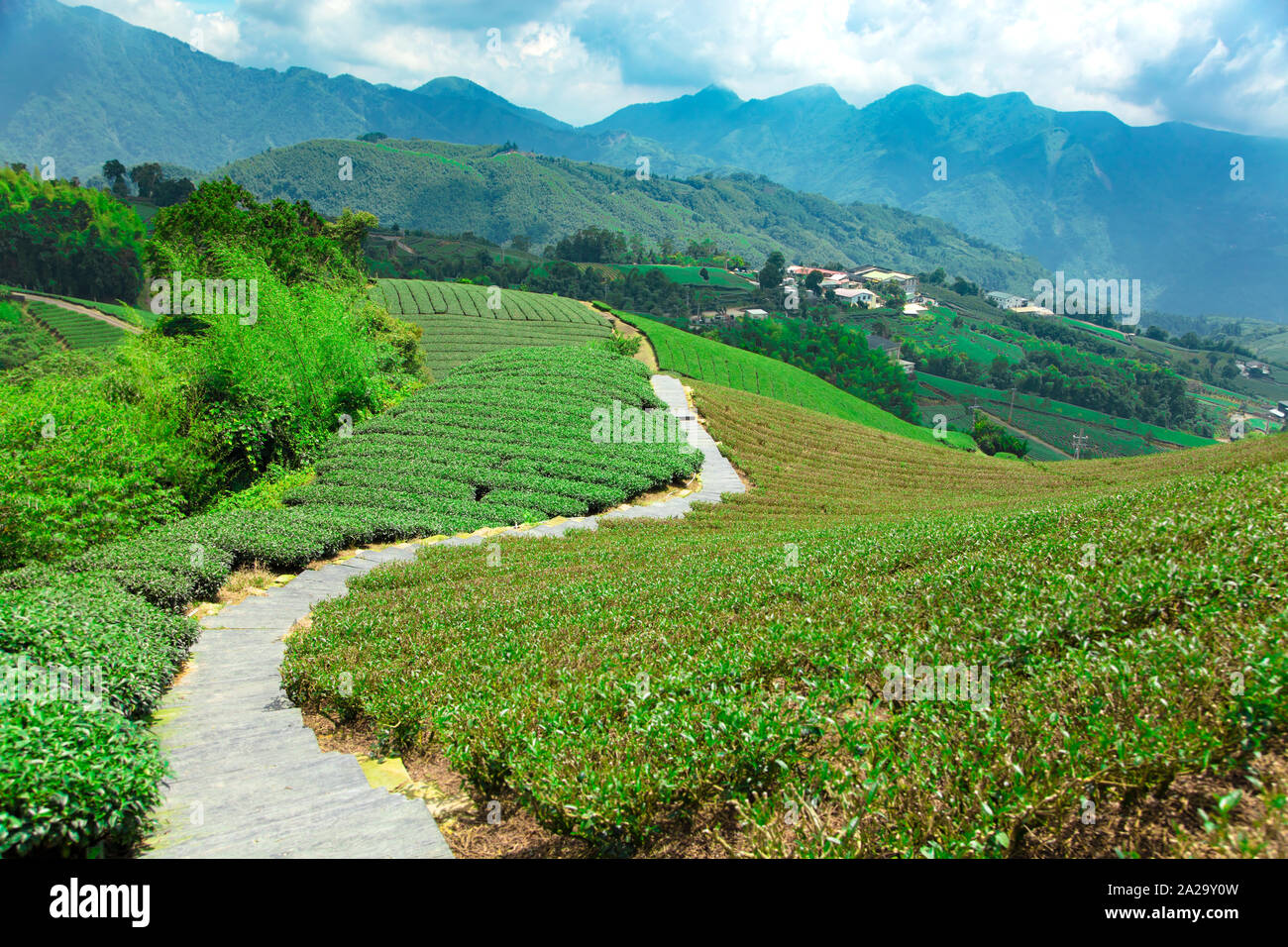 tea plantation with valley .Taiwan. Stock Photo