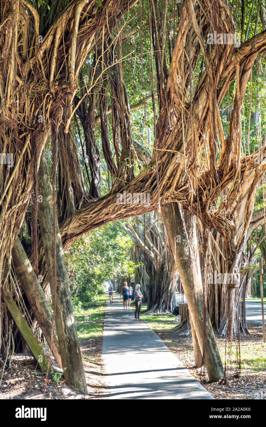 Banyan Tree Tunnel along Saint Lucie Blvd in Stuart, Florida Stock