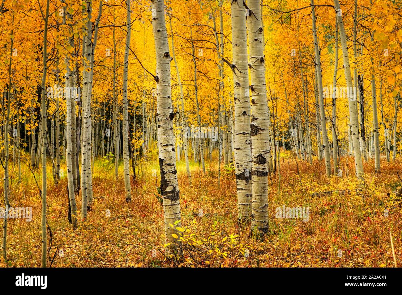 Colorado Quaking Aspen Trees Stock Photo