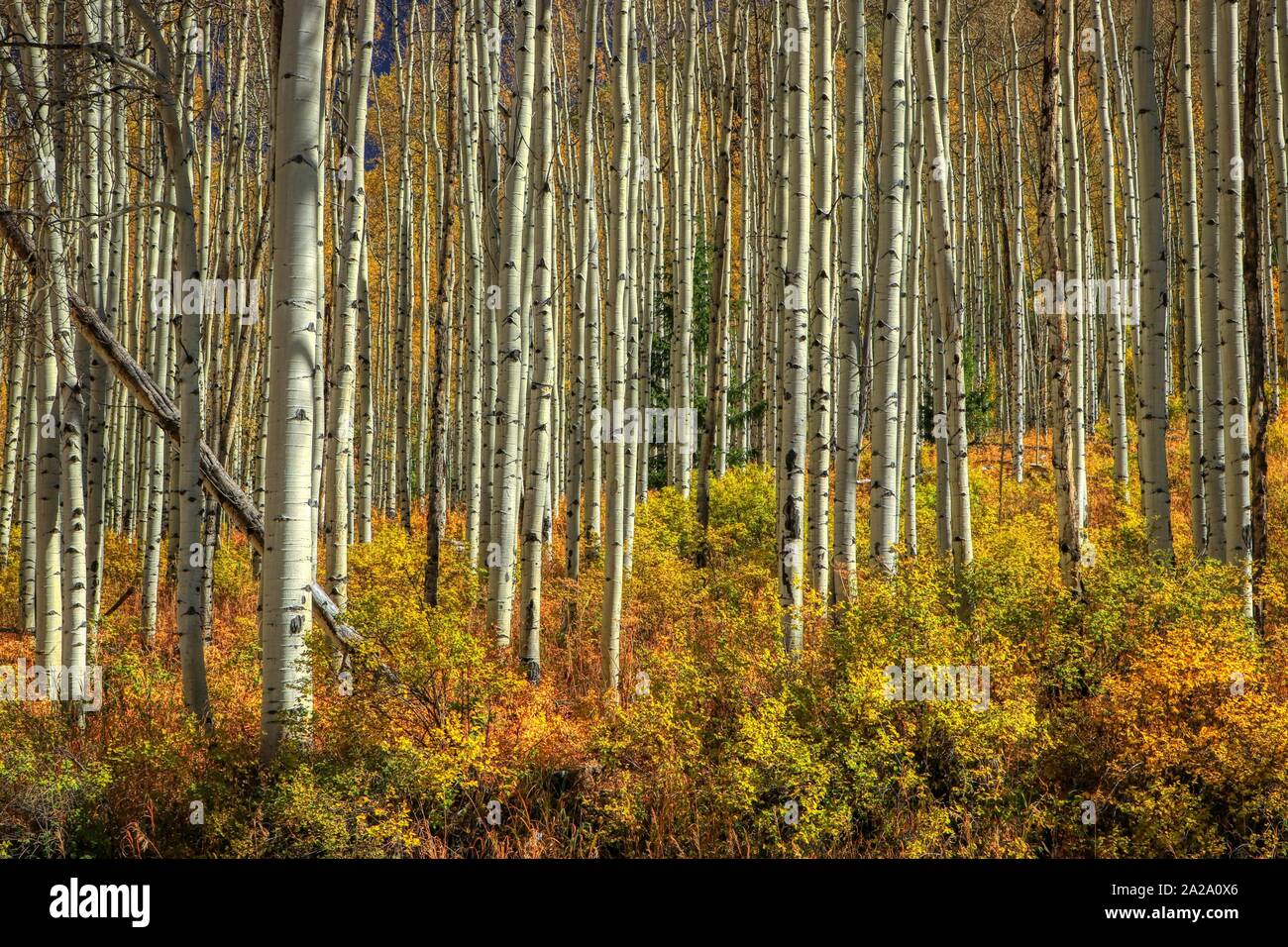 Colorado Quaking Aspen Trees Stock Photo - Alamy