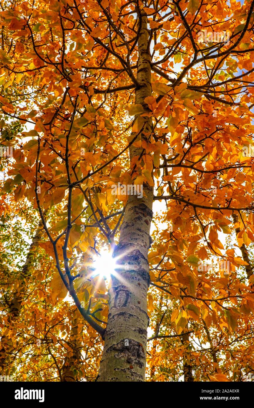 Colorado Quaking Aspen Trees Stock Photo - Alamy