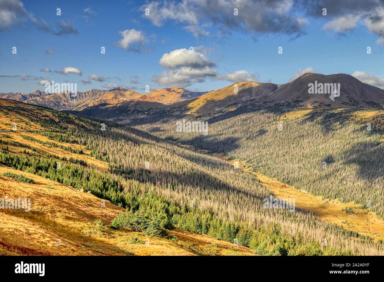 Colorado Quaking Aspen Trees Stock Photo - Alamy