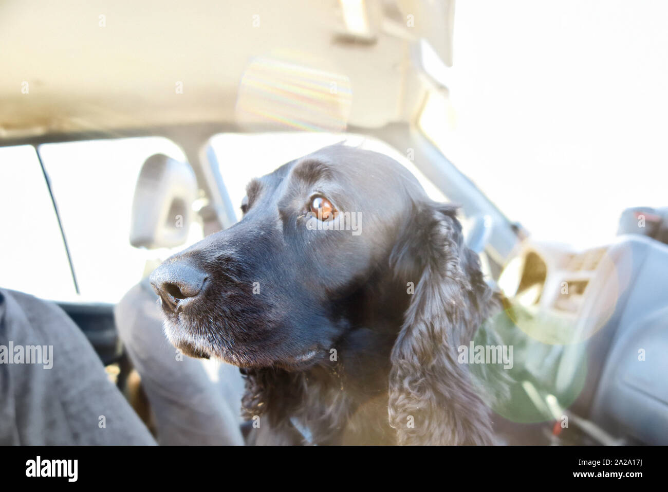 A Dog in the car Stock Photo