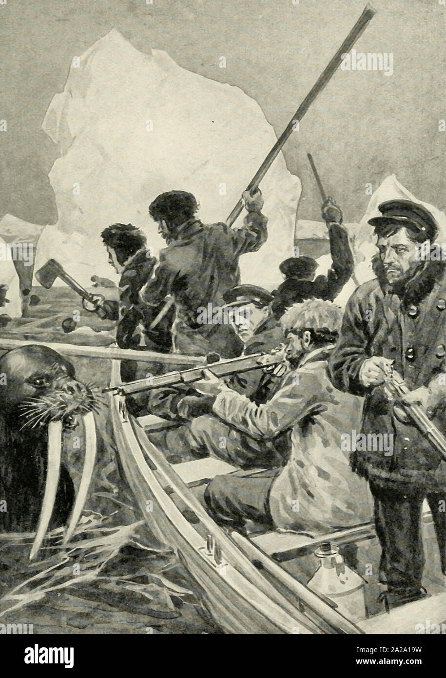 Attacked by Walruses - An immense animal made its way to the boat, and tried to get its tusks over the side. A member of the Hayes Expedition of 1861 fired into its mouth and killed it Stock Photo