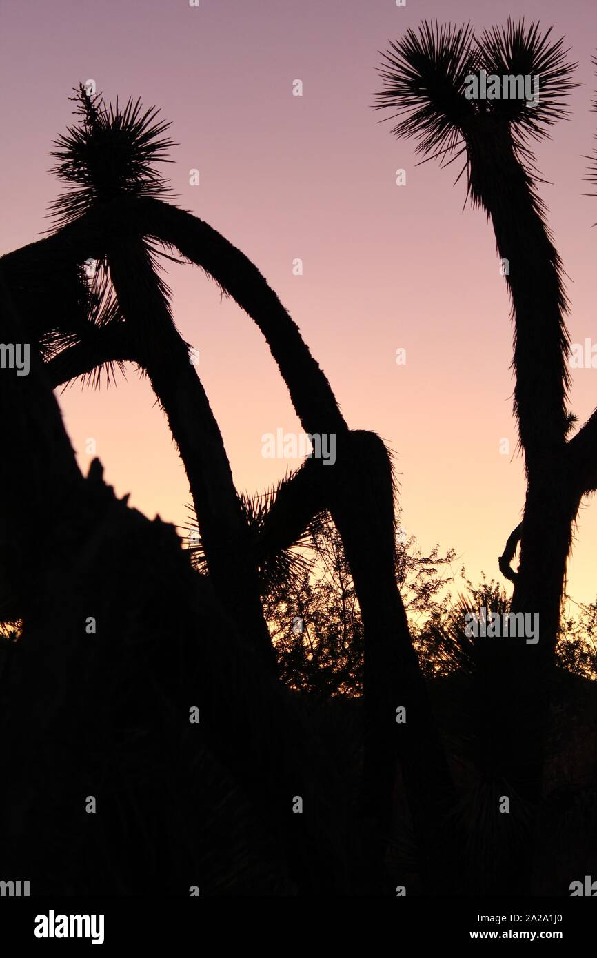 As sun sets over the Southern Mojave Desert in Joshua Tree National Park, the flagship species, Yucca Brevifolia, gracefully fades into silhouette. Stock Photo