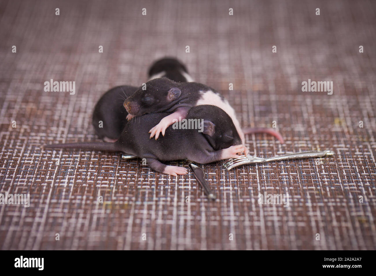 Sleep Rats Mouse The concept of a sweet dream. Little newborn rats are sleeping. Cubs ...