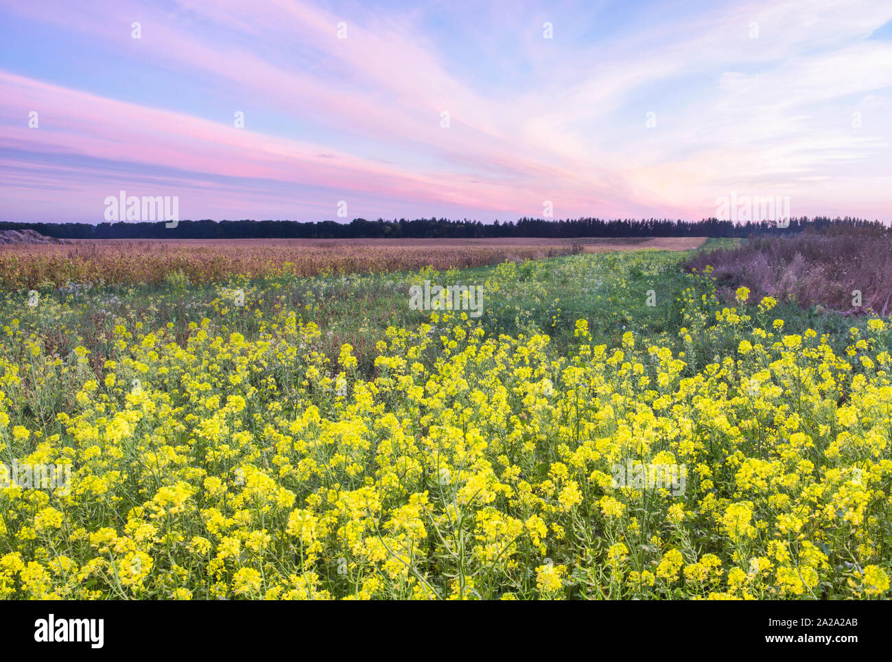 Sunset over the autumn field in the Kiev region, Ukraine. In the foreground are beautiful rapeseed flowers. Stock Photo