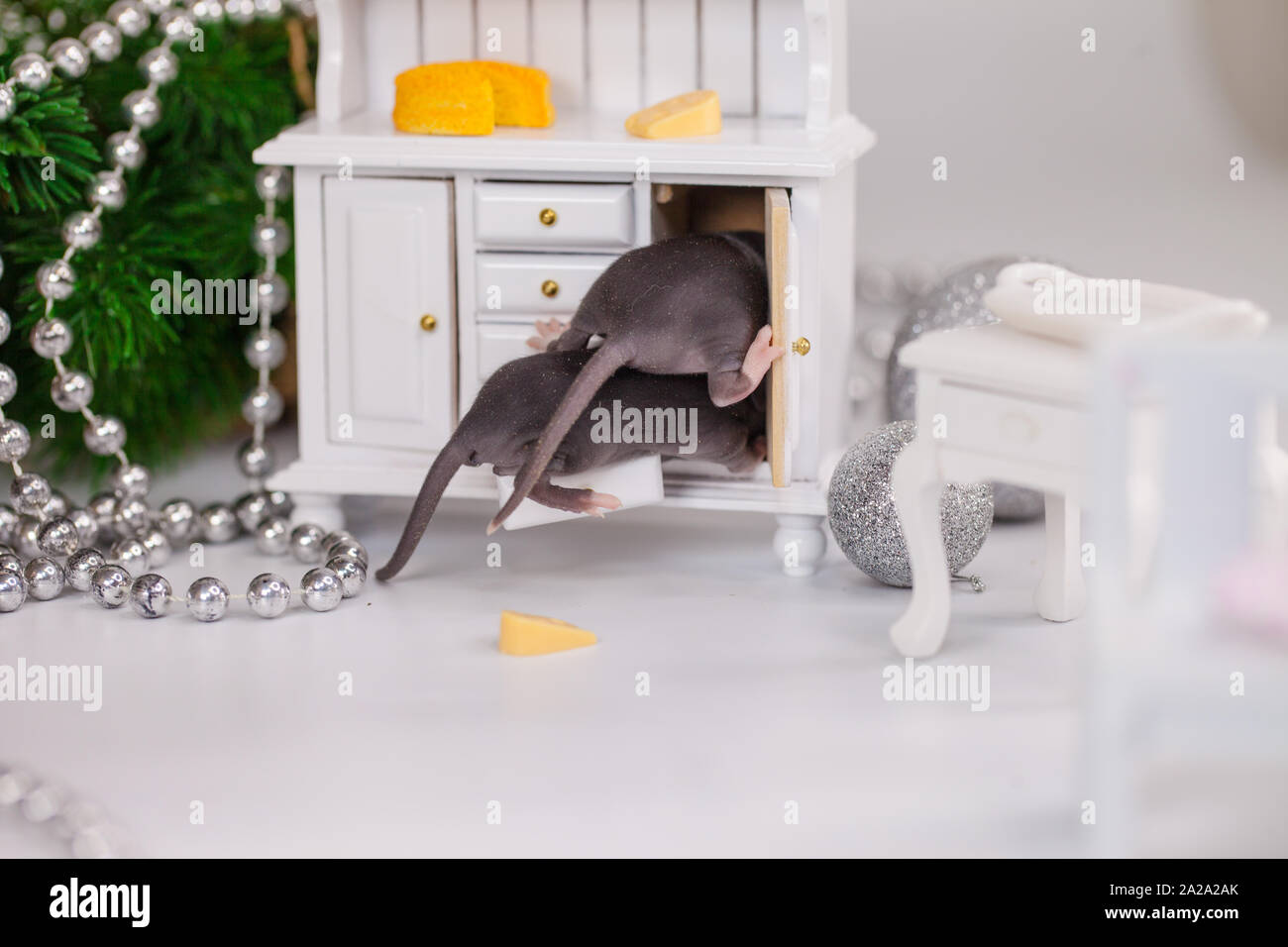 The concept of curiosity. Mice climb into the closet. Little rats