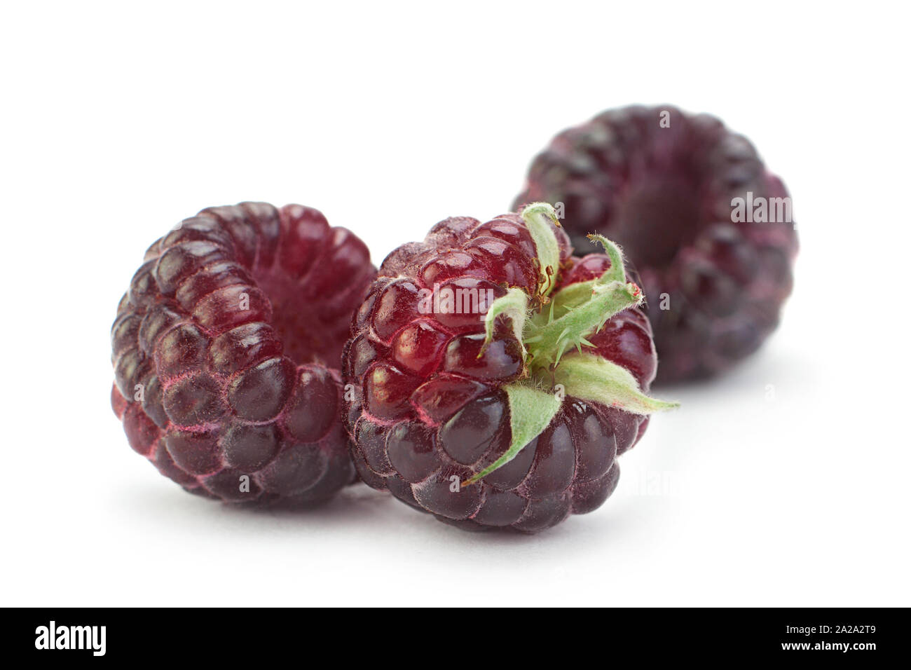 Cumberland fruit Hybrid raspberry and blackberry on white Stock Photo
